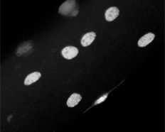 komórkowa komórki satelitarnej blaszka podstawna IIA mitochondria Włókna