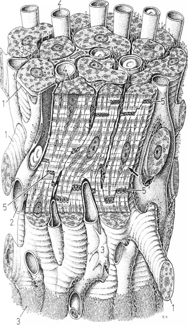 komórki mięśnia sercowego (kardiomiocyty) oraz ich aparat kurczliwy tworzą przestrzenną sieć Pomiedzy