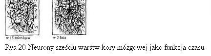 dojrzałego OUN (ośrodkowego układu nerwowego)