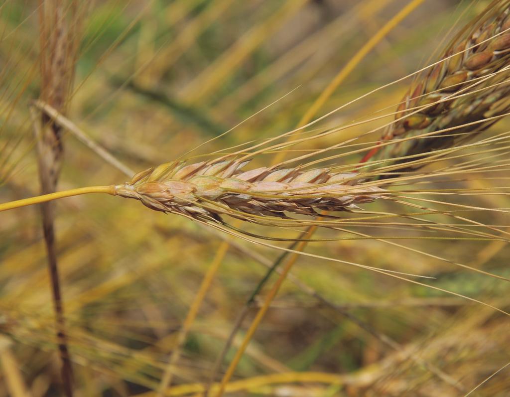 Puławska Twarda odmiana pszenicy twardej jarej (Triticum durum), uprawiana w Polsce do 1957 r., Pochodzi z populacji rosyjskich. Rośliny mają średnio 68,2 cm wysokości.