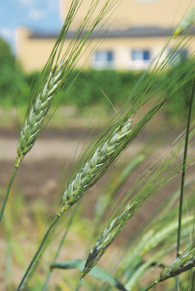 Odmiana wcześnie dojrzewająca o krótkim okresie wegetacyjnym. Charakteryzuje się krótkim okresem od kłoszenia do dojrzewania.