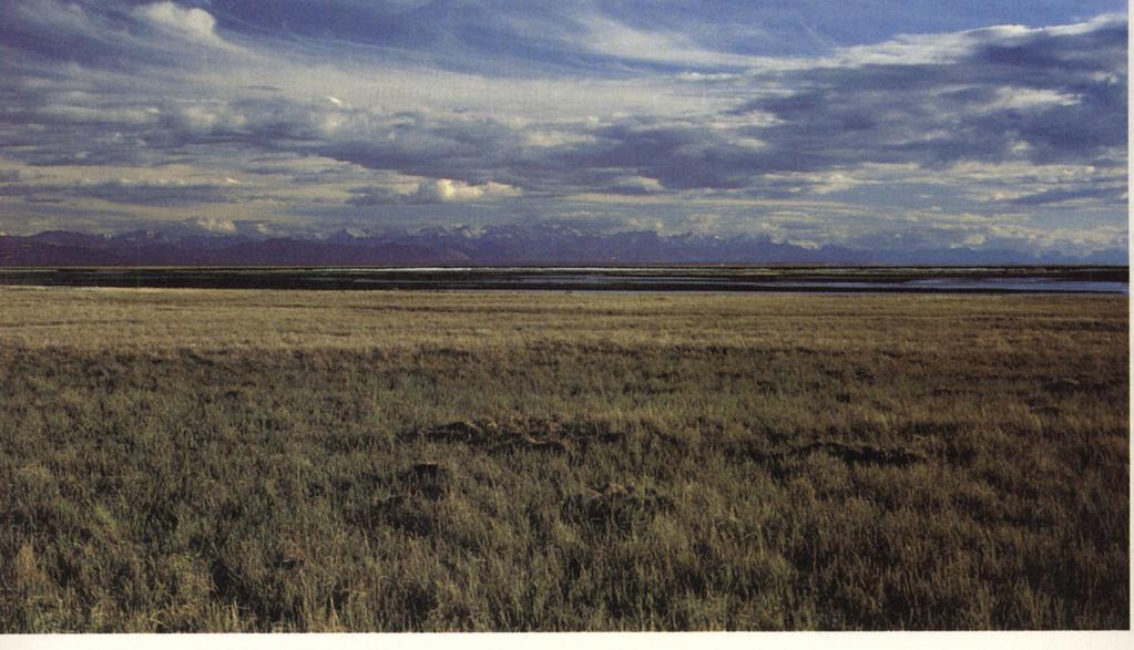 Tundra