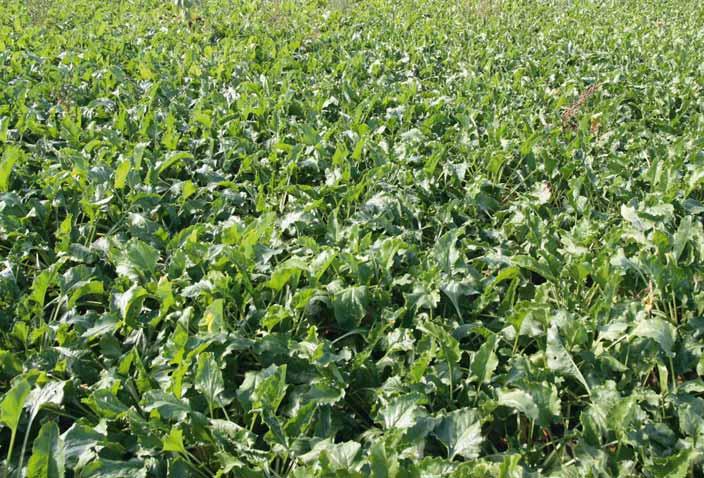 STYMULATORY WZROSTU AGROSIMEX Humicraft Liquid Kwasy humusowe 10% alginat potasu 10%, aminokwasy 10%, O 3,0%, Fe 0,3% AGROSIMEX Aminopool 70 11% azot całkowity (N) 75% aminokwasów ogółem 70% wolnych