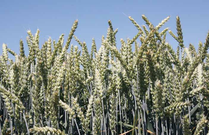 zboż a STYMULATORY WZROSTU AGROSIMEX ASX Krzem plus 2,5% Si Jesienią 0,5L/ha w fazie 3-4 lisci, wiosną po ruszeniu wegeatcji, w fazie strzelania w źdźbło, AGROSIMEX ASX Tytan plus 2% B, 0,6% Ti