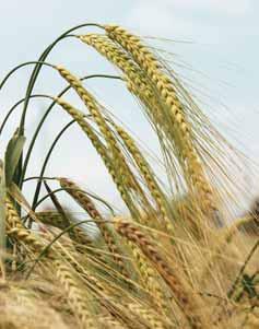 W numerze: 4 Prof. dr hab. Wojciech Lipiński Badania agrochemiczne podstawą decyzji agrotechnicznych 8 Dr Anna Watros Nie dajmy się oszukać fałszowane nawozy 29 Dr inż. Tamara Jadczyszyn Dr inż.