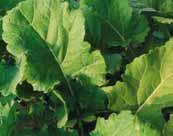 3% = 250 g/l molibden (Mo) Dawka: 0,25-0,5 l/ha. Zalecana ilość wody: 200 l/ha. Zabieg zapobiegający niedoborom molibdenu w początkowej fazie wzrostu pędu głównego.