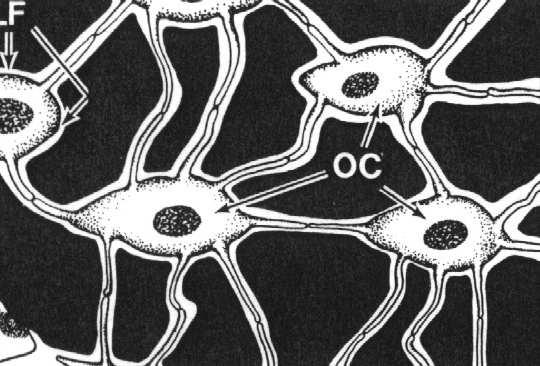 stan czynnościowy i przekazując sygnały innym osteocytom: reaguja na pociąganie integryn reagują na ruch i zmiany ciśnienia otaczającej je