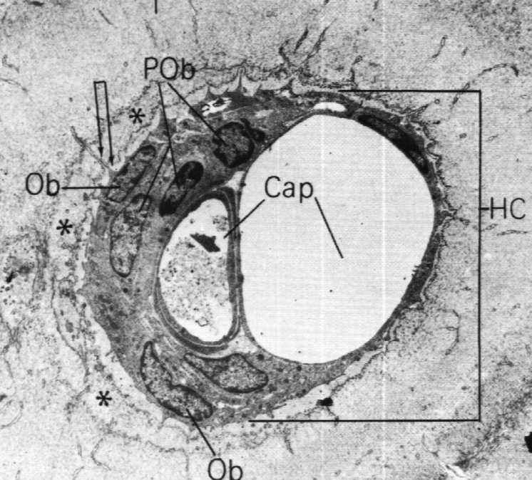 i nieregularnych Osteon walec, Ø < 200 µm, długość kilka mm 5-15