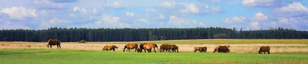 Farmer 12V Farmer AN1000 Wygodny do przenoszenia - uchwyt z miękką, profilowaną wkładką Trzystopniowy wskaźnik poziomu naładowania akumulatora Możliwość podłączenia panelu słonecznego.