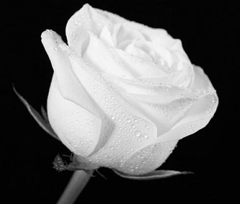 Biały kwiat