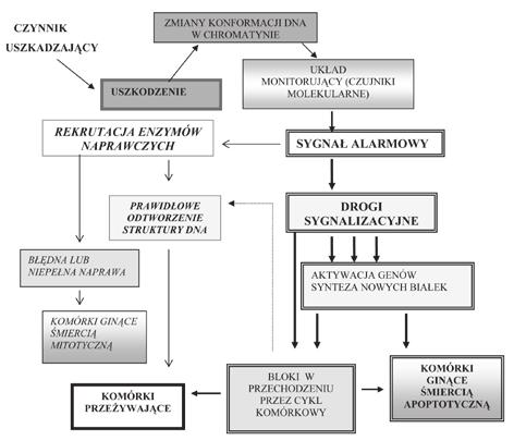 Elementy radiobiologii dla pilota Pirxa 341 Ryc. 4. Schemat zdarzeń zachodzących w komórce poddanej działaniu promieniowania jonizującego. Omówienie w tekście.