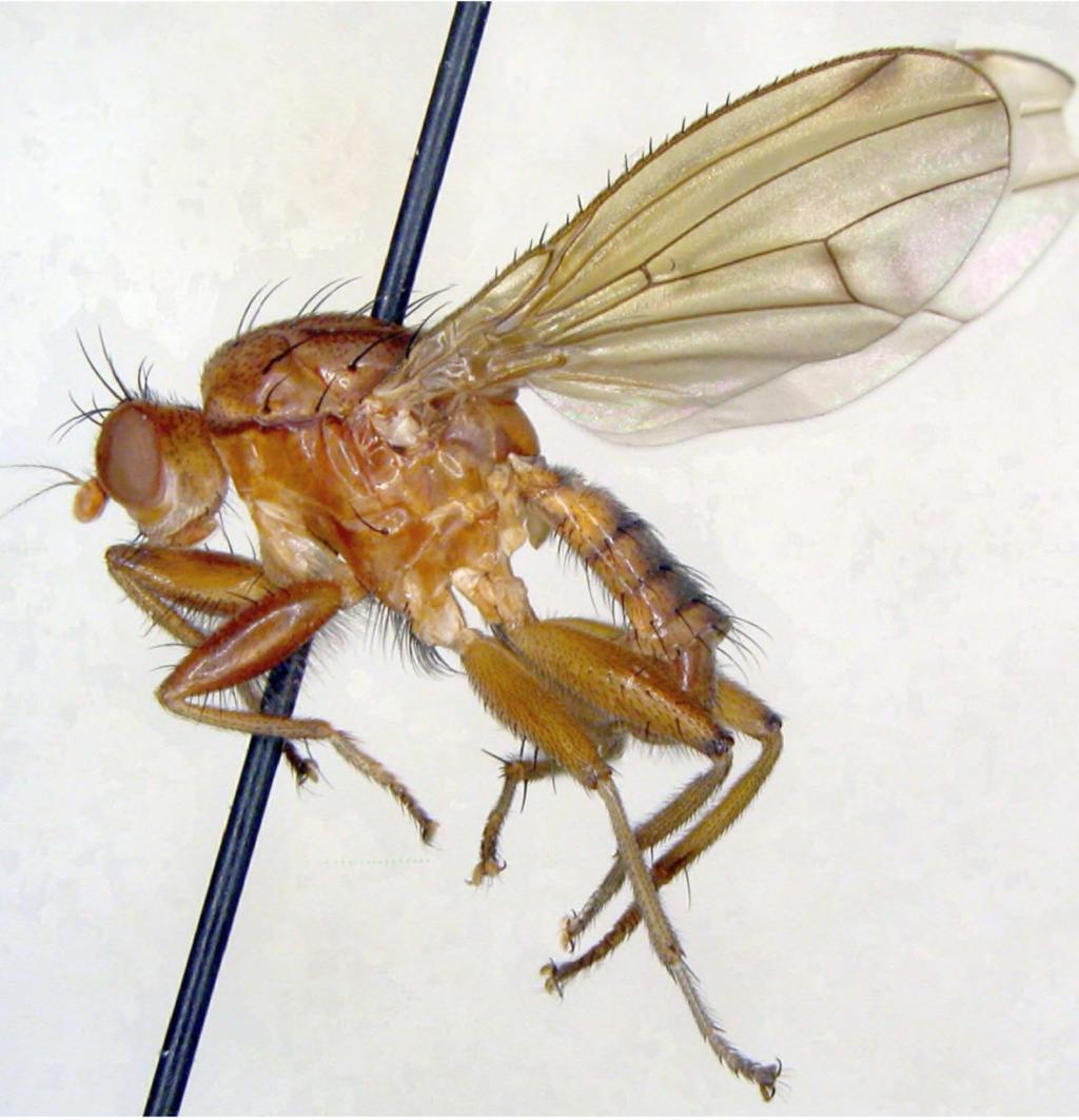 Korytania (photo A. Palaczyk). Fig. 3.