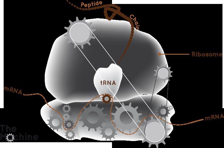 RNA: 1951-1965 RNA produkuje białka Zidentyfikowano trzy rodzaje RNA biorące udział w tłumaczeniu informacji z DNA na białko: