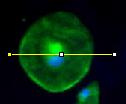 ImageJ w domyśle zapiszę niniejszy profil w postaci tabeli w formacie: xls. Proszę pamiętać o zapisaniu danych we wcześniej wspomnianym podkatalogu na pulpicie monitora (patrz pkt. 2.1).