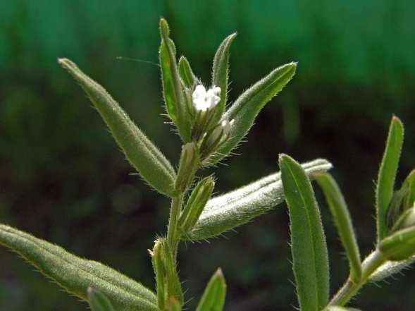 Sinapis arvensis Nawrot