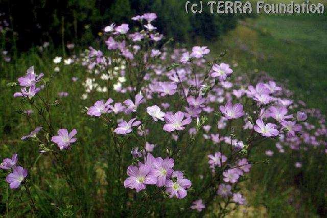 Linum hirsutum ostnica