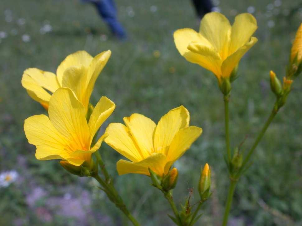 dziewięćsił