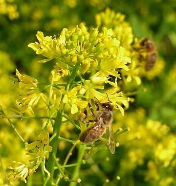 Sisymbrium