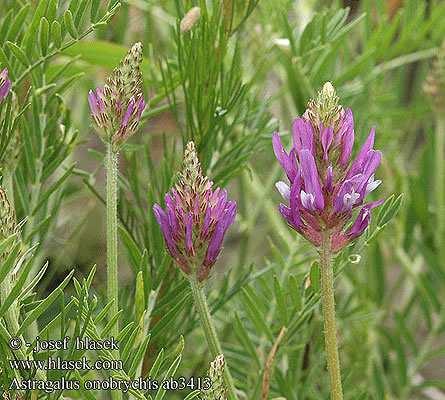 Astragalus
