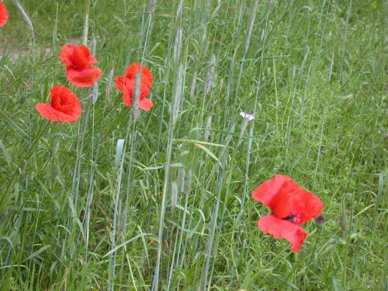 Camelina