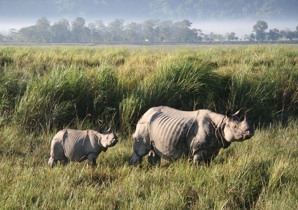 3-DNIOWE ROZSZERZENIE - SAFARI 3-dniowy zalecany program: Tematyka i atrakcje:... Miasta: Kolkata DZIEŃ 1 Kaziranga Przylot do kaziranga. Wieczorem zjedz obiad połączony z pokazem tradycyjnych tańców.