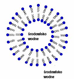 Błona biologiczna* Złożoność strukturalna błon biologicznych decyduje o trudności z jaką wiąże się bezpośrednie badanie ich funkcji oraz właściwości fizykochemicznych.