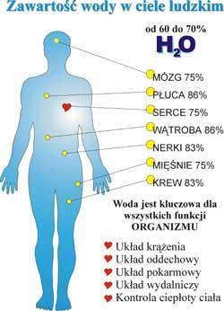 Woda stanowi ok 65-70% masy ciała ludzkiego i pełni w organizmie wiele ważnych funkcji: jest doskonałym rozpuszczalnikiem, jest środkiem transportu składników odżywczych