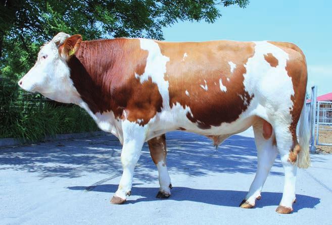 Nr 1 (Rok X, nr 25) BUHAJE TESTOWE RASY SIMENTALSKIEJ Welux jest synem WIllenberga, którego córki dały w trzeciej laktacji średnio 8014 kg mleka przy procencie tłuszczu 4,26% i 3,51% białka.