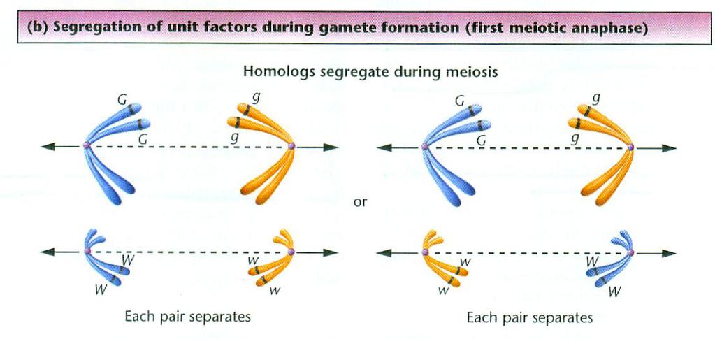 Geny i chromosomy Segregacja alleli do gamet (I prawo Mendla) koreluje z zachowaniem chromosomów