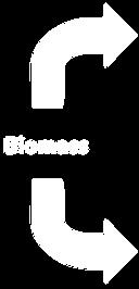 (cukrowa,