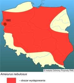 Projekt jest finansowany ze środków Mechanizmu Finansowego Europejskiego Obszaru Gospodarczego 2009 2014 w Sumik karłowaty i sumik czarny Gatunek inwazyjny (1885) Długość do 30 cm, masa ciała do 0,3