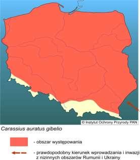 Karaś srebrzysty Gatunek inwazyjny (1930) Długość do 35 cm, masa ciała do 3 kg Optymalne