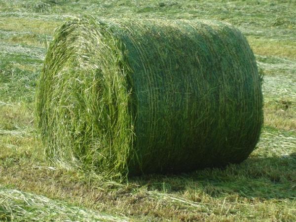 Korzyści z zastosowania biopreparatu Agrisil Extra: - poprawa dostępności energii (dla bakterii cellulilolitycznych) w żwaczu - większa dostępność białka (dla mikroorganizmów i makroorganizmu