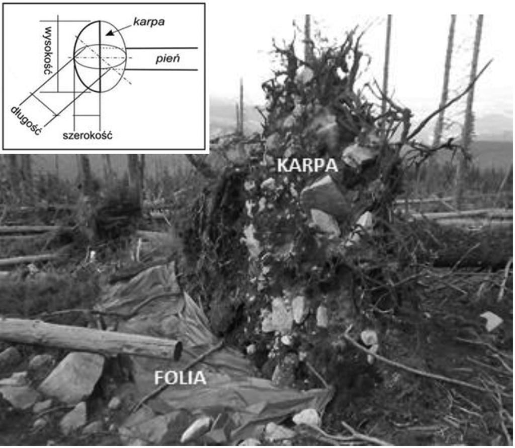 46 Prace Geograficzne, zeszyt 135 Ryc. 2. Przykład sposobu i miejsca instalacji folii poniżej karpy powalonego drzewa Fig. 2. The method of a foil collector installation placed below a root plate of fallen tree powierzchni stoku.