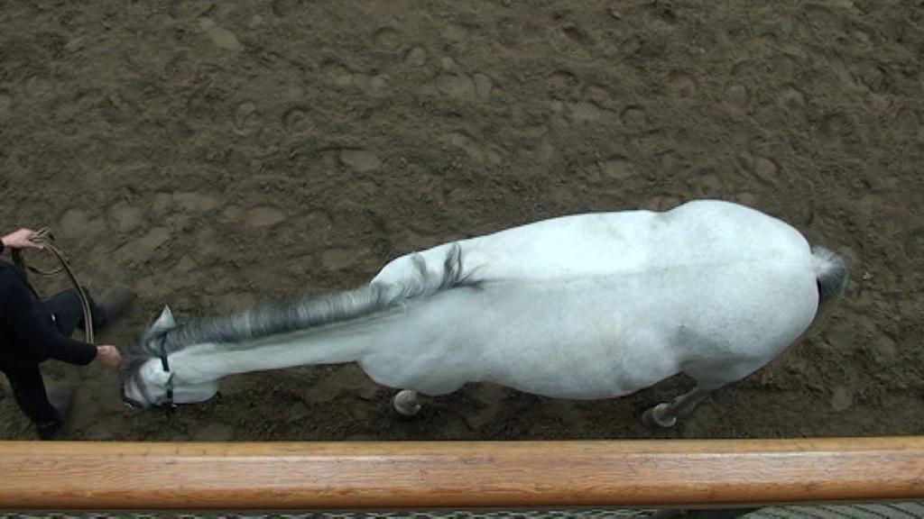 gatunku.