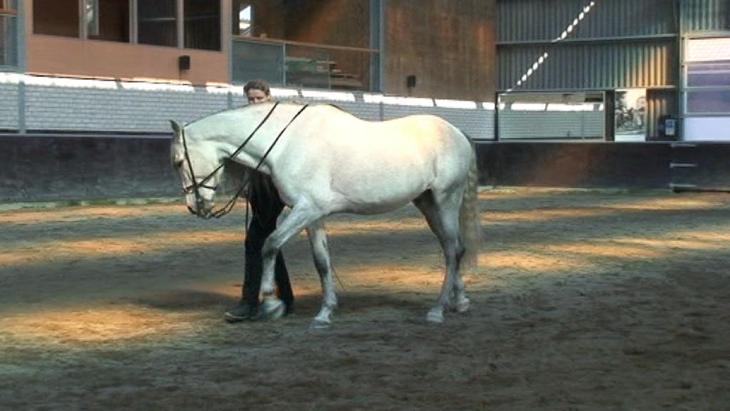 6.2. PRACA W RĘKU Celem pracy w ręku jest rozluźnienie konia w obie strony, nauczenie go ćwiczeń prostujących i przygotowanie go do jazdy w siodle.