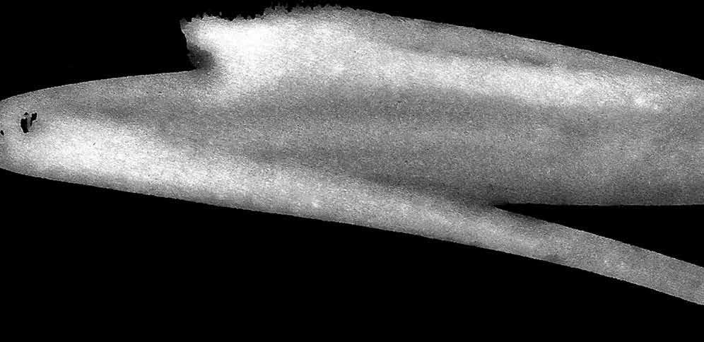 300x76 cm - 39 zł, - 360x76 cm -