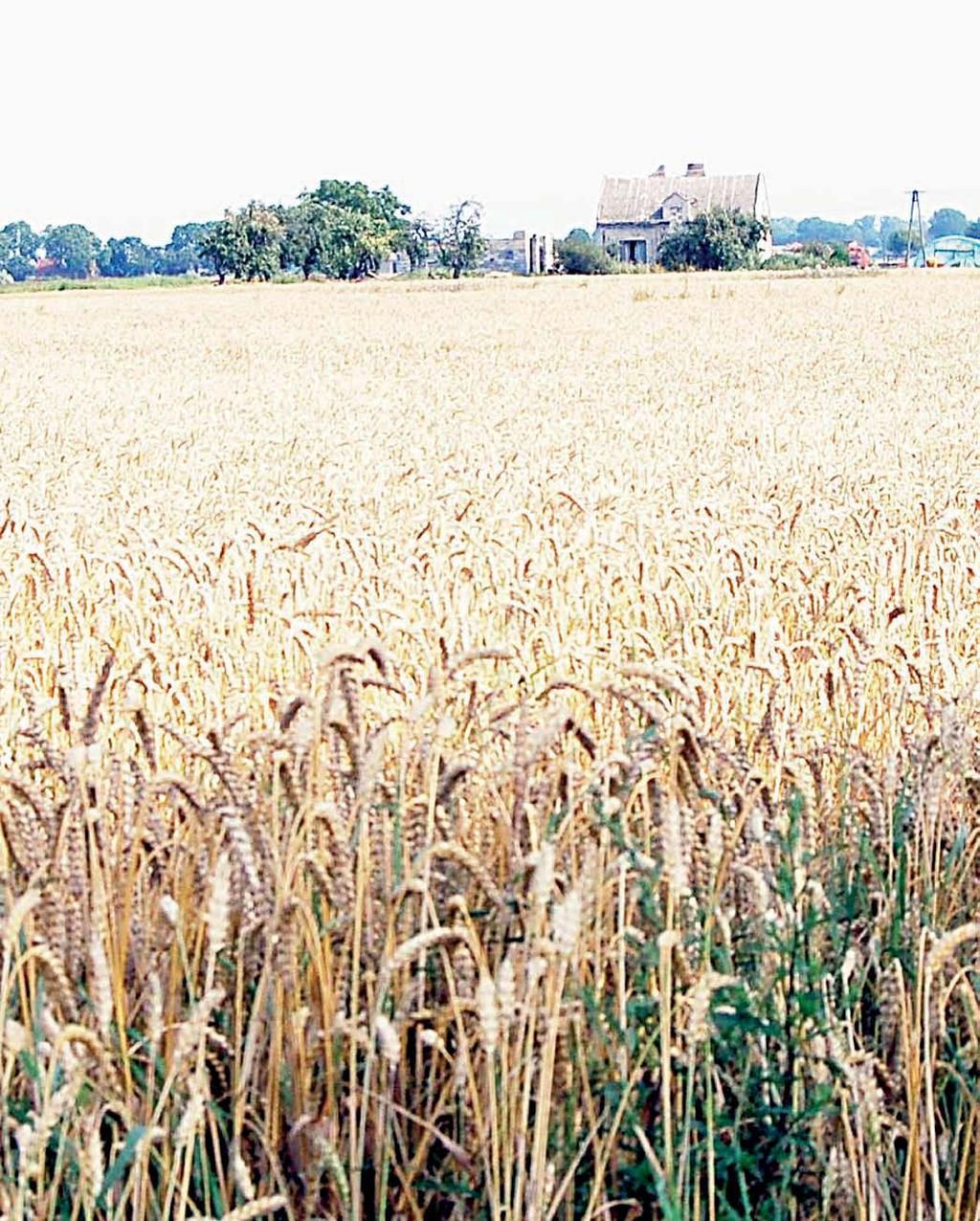 sierpień 2009 W Naszej Gminie 5 Rolnictwo Dożynki to prastara tradycja kończąca żniwa i jednocześnie ważne święto rolników Wyraża radość i dziękczynienie za dary ziemi w postaci zebranych plonów.