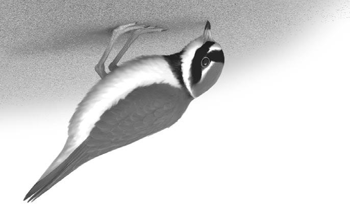 Notatki Ornitologiczne 26, 47: 23 32 Jesienna wędrówka sieweczki obrożnej Charadrius hiaticula w regionie Zatoki Gdańskiej Włodzimierz Meissner, Seweryn Huzarski Abstrakt: W latach 1984 21