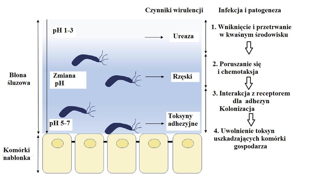 Nr 3-4 Mikrobiologiczna diagnostyka zakażeń H. pylori 217 Ryc. 1. Etapy kolonizacji bakterii H. pylori do komórek nabłonkowych żołądka. Zmodyfikowano wg (36).