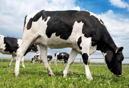 KORZYŚCI Z PROGRAMU: poprawa zdrowia i wigoru zwierząt optymalna masa ciała i wiek jałówek przy pierwszym wycieleniu wzrost życiowej produkcji mleka opłacalna produkcja Istotą Programu jest