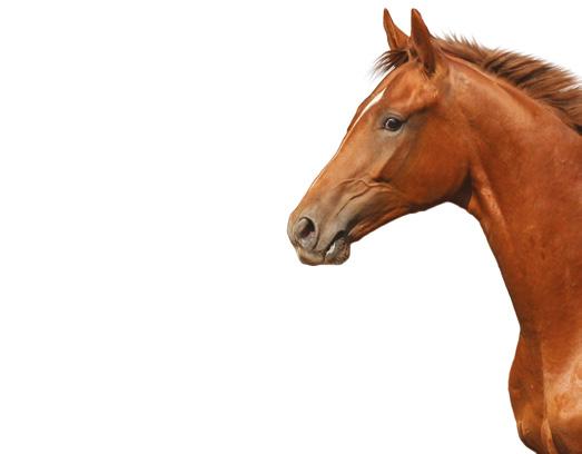 Zdrowa skóra EQUI PROTECT MAŚĆ REGENERUJĄCA SKÓRĘ Maść ta ma tłustą konsystencję o niskiej zawartości wody.