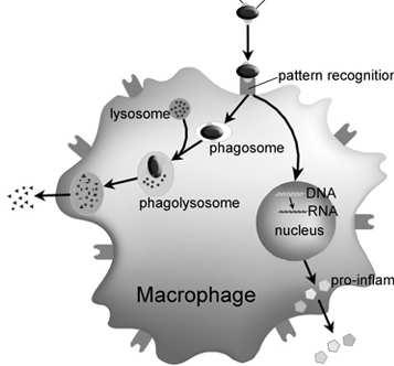 przeciwciałem Przeciwciało (immunoglobulina): białko (produkowane głównie przez komórki plazmatyczne) swoiście wiążące epitop Klasy: IgG, IgM, IgD, IgE, IgA - zmodyfikowane przez