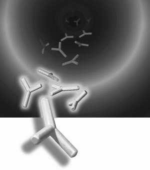 bakteryjne, wirusowe, pasożytnicze, przeszczepu) Subpopulacje limfocytów: Limfocyty B - odpowiedzialne za humoralną reakcję immunologiczną, receptor BCR (immunoglobulina) BCR