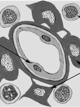 Komórki gwiaździste prezentują antygeny MHC i inne własne antygeny dojrzewającym limfocytom T komórka gwiaździsta gwiaździste barierowe ciałek Hassalla kora.