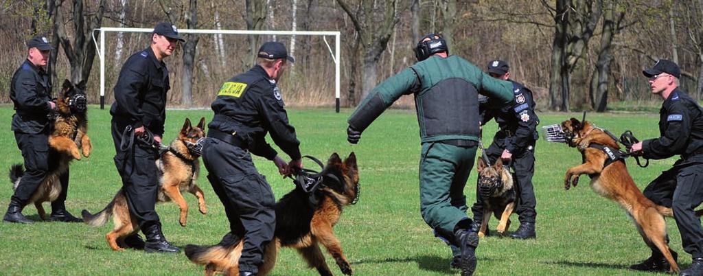 60-lecie zakładu kynologii policyjnej Szkolenie psów w systemie tresury indywidualnej Zgodnie z postanowieniami zarządzenia nr 296 Komendanta Głównego Policji z dnia 20 marca 2008 r.