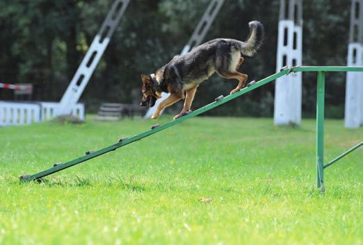 Po dwóch latach udziału w zawodach psów wytresowanych do pracy węchowej nastąpiło wykluczenie ich z konkursu.