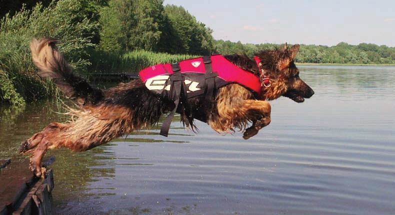 wykorzystywanie psów przez inne służby Trening ratownictwa wodnego. Fot. A. Wentkowska na opisać, iż tam, gdzie kończy się praca psa tropiącego, tam rozpoczyna się praca psa ratowniczego.