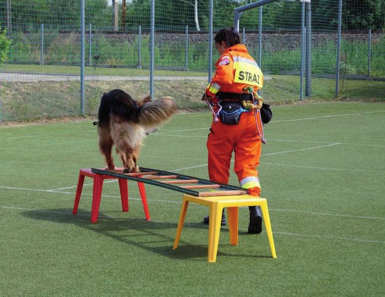 Zdany egzamin jest dowodem owocnego szkolenia psa ratowniczego w danej specjalności i podstawą do włączenia psa do pracy w poszczególnych organizacjach ratowniczych: cywilnych i mundurowych.