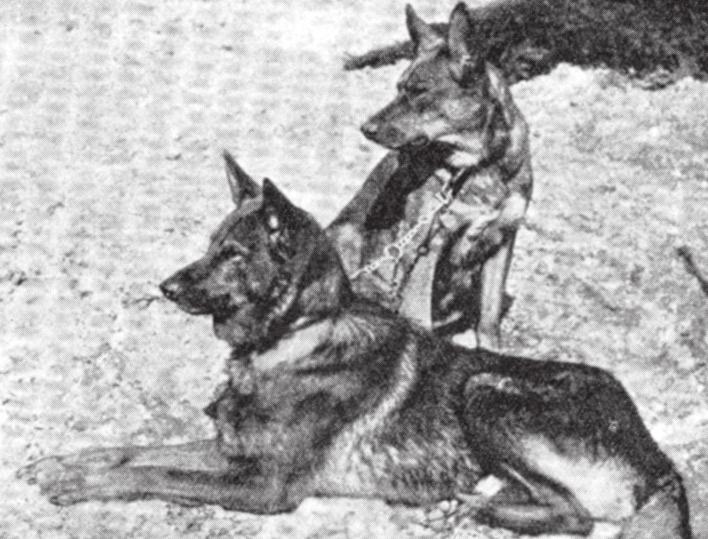 Miłośnik owczarków, kapitan Max Emil Friedrich von Stephanitz (1864 1936), który zapisał się w historii kynologii jako ojciec planowej hodowli ON, kupił na niej średniej wielkości psa o nazwie Hektor